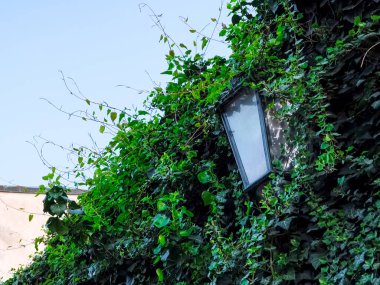 Prag, Czechia, fotokopi alanı, duvar kâğıdının büyüleyici novy svet bölgesinde duvarda büyüyen kalın sarmaşık, eski sokak lambasını neredeyse gizliyor.