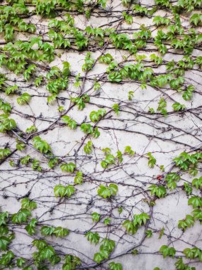 Yeşil sarmaşıklar eskimiş beton bir duvara tırmanıyor Prag 'ın, Çechia' nın, kopyalama alanının, duvar kağıdının kentsel manzarasına biraz doğa katıyor.