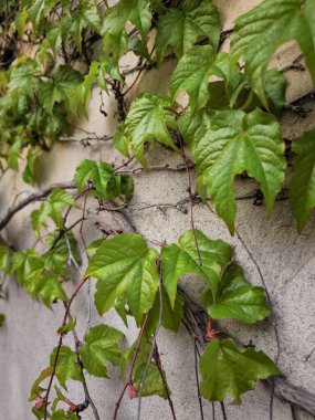 Bereketli yeşil sarmaşık, yıpranmış bir duvara tırmanıyor, Prag 'ın kentsel manzarasına biraz doğa katıyor, czechia, kopya alanı, duvar kağıdı