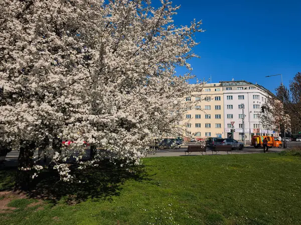 Prag, Çek Cumhuriyeti - 3 Nisan 2025: Çiçek açan ağaç dalını kaplayan narin beyaz çiçekler, tarihi Prag sokak manzarası çiçek açan ilkbahar manzarası