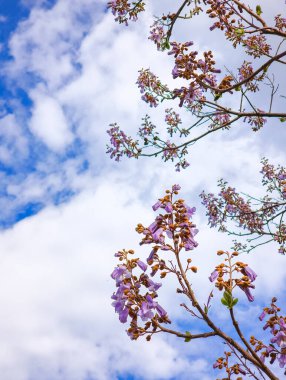 Bir paulownia ağacının mor çiçekleri dallarını bulutlu bir gökyüzünün arka planına süsler ve doğal bir manzara yaratır.