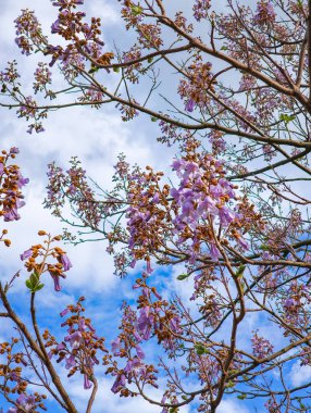 Bir paulownia ağacının mor çiçekleri dallarını mavi gökyüzü ve beyaz bulutlara karşı süsler.