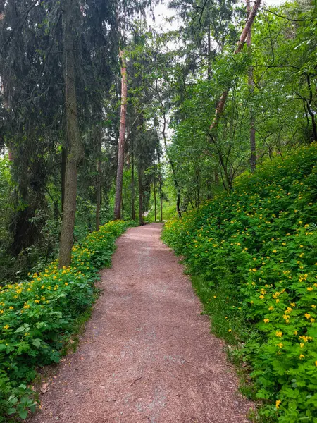 İlkbaharda çiçek açan canlı sarı çiçeklerle bezenmiş orman manzarası boyunca dolambaçlı çakıl yolları.