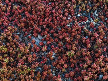 Sedum albümünün kapanışı, aynı zamanda White Stonecrop olarak da bilinir, Prag, Czechia Letna Park 'ın yeşil çatısında yetişir.