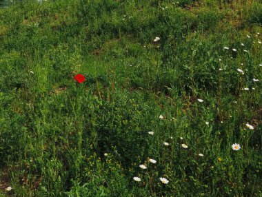 Prag, Czechia 'daki pitoresk bir tarlada beyaz papatya denizinin ortasında cesur bir şekilde yükselen kırmızı haşhaş çiçeği canlı doğal güzellikleri sergiliyor.