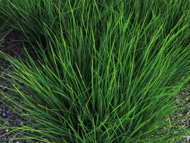 Canlı yeşil çimenler Prag Letna Parkı 'ndaki doğanın güzelliğini gözler önüne sererek şehir ortamında gelişir.