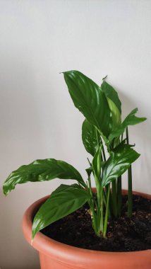 Nilüfer çiçeğinin canlı yeşil yaprakları terakotta tenceresinde gelişir. Kapalı bir fotokopi alanına doğanın dokunuşunu ekler.