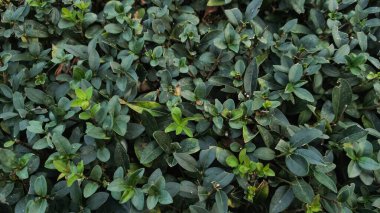 Canlı bir Prag parkında dokulu, doğal bir arkaplan oluşturan yemyeşil yaprakların yakın görüntüsü, kentsel doğanın güzelliğini vurguluyor.