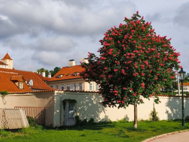 Prag, Çek Cumhuriyeti - 5 Mayıs 2025: Kırmızı at kestanesi ağacı duvarın yanında çiçek açıyor, arka planda kırmızı kiremitli çatıları olan tipik Prag evleri, bulutlu bir bahar gününde