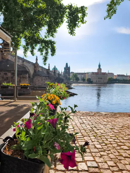 Prag, Çek Cumhuriyeti - 5 Mayıs 2025: Güneşli bir günde arka planda ikonik Charles Köprüsü ve Prag silueti ile Vltava nehri boyunca çiçek kutularında büyüyen renkli petunyalar