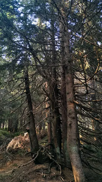 Güneş ışığı, çam ormanının yoğun tepe örtüsünün içinden süzülür. Bu, ağustostaki Czech cilası sınırındaki önemli bir dağdır.