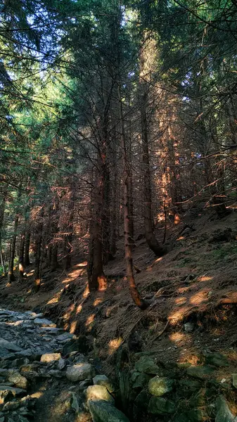 Güneş ışınları, yoğun kozalaklı bir ormanın içinden geçen kayalık bir yolu aydınlatarak Snapka dağının yamaçlarında büyüleyici bir doğal güzellik manzarası yaratır.
