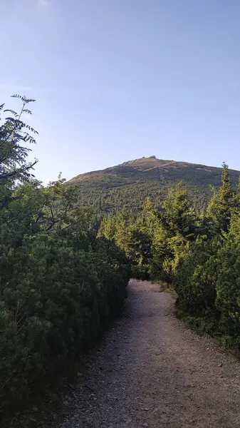 Çakıl yolu, bereketli dağ çam ormanları boyunca esiyor. Ağustosta Czechia ile Polonya arasındaki sınırı işaret eden Snapka Zirvesi 'ne doğru.