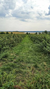 Brezany 'de bulutlu bir gökyüzünün altında ahududu çalılarının arasından uzanan yeşil çimenli yol.