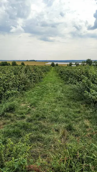 Brezany 'de bulutlu bir gökyüzünün altında ahududu çalılarının arasından uzanan yeşil çimenli yol.