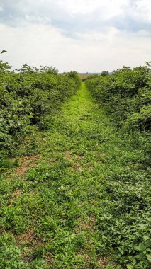 Czech kırsalında bulutlu bir gökyüzünün altında yemyeşil çalıların arasından uzanan otlak yol, doğanın huzur dolu manzarasını sunuyor.