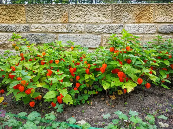 Canlı portakal rengi Çin feneri bitkileri bir bahçe yatağında saksafondaki tarihi Konigstein kalesinin kumtaşı duvarına karşı gelişir.