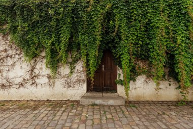 Bereketli yeşil sarmaşık, ahşap kaplamalı beyaz bir duvarı kaplıyor, kaldırım taşı bir sokağa çıkıyor, büyüleyici, doğal bir duvar kağıdı kopyalama alanı yaratıyor.