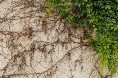 Bereketli yeşil sarmaşık, dokulu beyaz bir duvarda kurumuş dalların yanında gelişir ve yaşam ile çürüyen duvar kağıdı kopyalama alanı arasında çarpıcı bir kontrast yaratır.