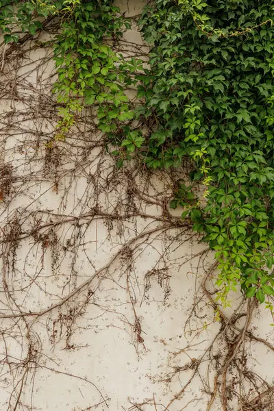 Yaş ve yıpranmış bir duvarın üzerinde yemyeşil sarmaşık büyür, çarpıcı bir yaşam ve çürüme kontrastı, büyüleyici bir doğal duvar halısı dikey duvar kağıdı kopyalama alanı yaratır.