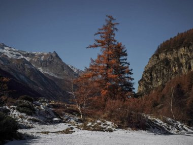 Canlı sonbahar yaprakları karla kaplı dağ zirveleri vadi d 'aosta manzarası altında, mevsimlik İtalyan alp manzarası Lillaz' ı yakalıyor.