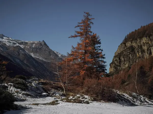 Canlı sonbahar yaprakları karla kaplı dağ zirveleri vadi d 'aosta manzarası altında, mevsimlik İtalyan alp manzarası Lillaz' ı yakalıyor.