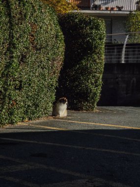 Yumuşak kedi, Kasım Verres 'te İtalya' nın Aosta kentindeki manikürlü çitlerin arasına kurulup güneşin sıcaklığını sever.