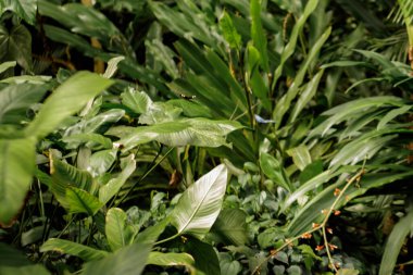 Canlı bir botanik bahçesinde, gür yeşil bitkiler arasında zarif bir şekilde çırpınan iki mavi kelebek, doğal güzelliklerle dolu canlı ve büyüleyici bir manzara yaratıyor.