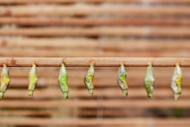 Kelebek kozaları botanik bahçesindeki bir dalda zarif bir şekilde asılı, dönüşüm ve büyümeyi sembolize ederken doğanın yaşam döngüsünün karmaşık güzelliğini gösteriyor.
