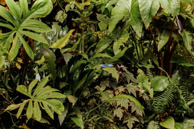 Bereketli yeşil yapraklar mavi bir morpho kelebeği için canlı bir zemin sağlar. Doğanın güzelliğini ve botanik bahçesindeki dönüşümü gözler önüne serer.