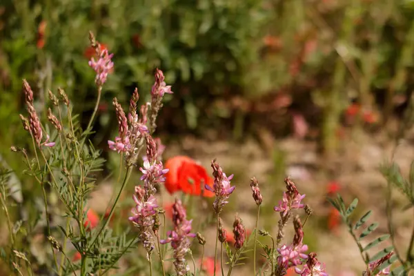 Sainfoin ve gelincik çiçekleri Prag botanik bahçesindeki bir çayırda çiçek açıyor. Doğanın canlı güzelliğini ve sürekli hayat döngüsünü kutluyorlar.