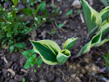 Değişik ev sahipleri yeşil ve kremsi sarı renkleri koyu bahçe toprağının fotokopi alanına karşı sergiliyor.