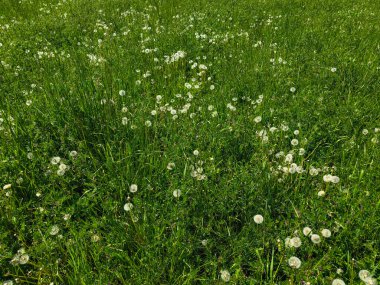 Karahindiba saatleriyle dolu yemyeşil çayır Prag 'da huzurlu ve huzurlu bir doğal manzara yaratıyor. Doğanın güzelliğine saygı ve sükunet anları yaratıyor.