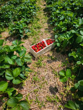 Taze toplanmış kırmızı çileklerle dolu beyaz sepet yemyeşil çileklerin arasında dinleniyor, kırsal kesimde güneşli bir yaz gününün sıcaklığında güneşleniyor.