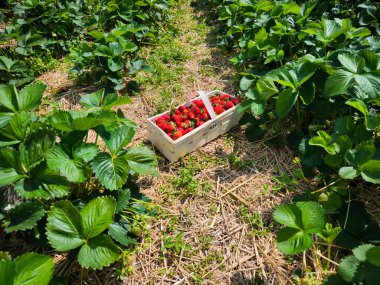 Canlı bir çilek tarlasında saman üzerinde dinlenen taze toplanmış çilek dolu sepet güneşli bir yaz gününde kendi kendine hasat etmenin neşesini gösteriyor.