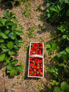 Güneşli bir yaz günü, bir tarlada samanların arasında duran taze toplanmış çilek dolu beyaz sepet.