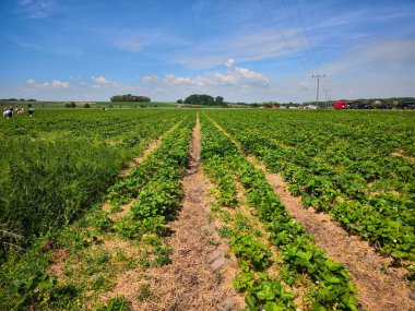 Bereketli çilek tarlaları, canlı mavi gökyüzünün altında uzanır çiftçiler, güneşli bir yaz gününde özenle olgun, kırmızı meyveleri toplarlar.