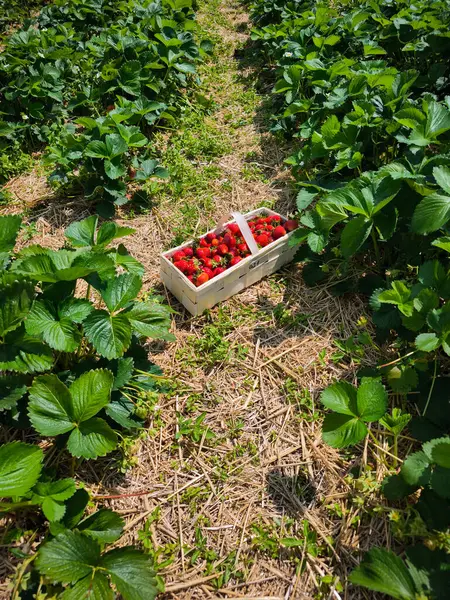 Taze toplanmış kırmızı çileklerle dolu beyaz sepet yemyeşil çileklerin arasında dinleniyor, kırsal kesimde güneşli bir yaz gününün sıcaklığında güneşleniyor.