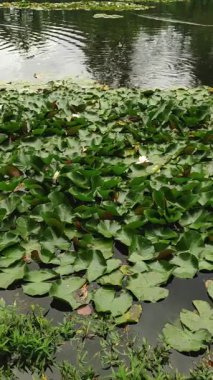 Ördekler, sakin bir gölette çiçek açan nilüferler arasında huzur içinde yüzerek Cesky Krumlov 'daki Çek cumhuriyetinde doğa güzelliğinin resimli bir sahnesini yaratıyorlar. Yüksek kaliteli FullHD görüntüler