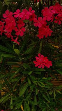 İtalya 'nın bibibion kentindeki bir çalılıkta açan canlı kırmızı zakkum çiçeklerinin dikey yüksek kaliteli görüntüleri. Yüksek kaliteli FullHD görüntüler