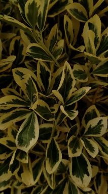 Dikey yüksek kalite görüntüler yoğun çeşitlilikte yeşillikler canlı yaz desenleri yaratıyor, bibiyonlar yakınındaki botanik detayları sergiliyor. Yüksek kaliteli FullHD görüntüler