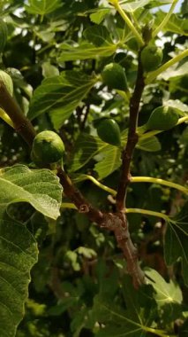 Bibione, İtalya 'da parlak yaz güneşi altında verimli yaprakların arasında olgunlaşan incir ağacının dikey yüksek kaliteli görüntüleri. Yüksek kaliteli FullHD görüntüler