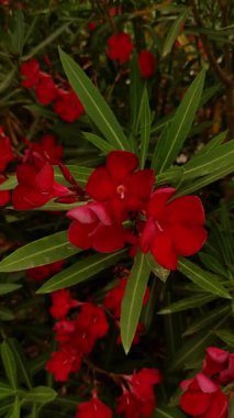 Yeşillik yaprakların üzerinde çiçek açan pembe zakkum çiçeklerinin dikey yüksek kaliteli görüntüleri, kıyı bibiyonunda yazın ışıltısını somutlaştırıyor. Yüksek kaliteli FullHD görüntüler