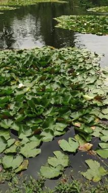 Ördekler, sakin bir gölette çiçek açan nilüferler arasında huzur içinde yüzerek Cesky Krumlov 'daki Çek cumhuriyetinde doğa güzelliğinin resimli bir sahnesini yaratıyorlar. Yüksek kaliteli FullHD görüntüler