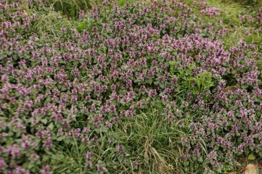 Çiçekli lamium purpureum, yaygın olarak kırmızı ölü ısırgan otu ya da mor ölü ısırgan otu olarak bilinir, Mart ayı boyunca Prag 'daki Petrin Bahçeleri' nin zeminini kaplar.