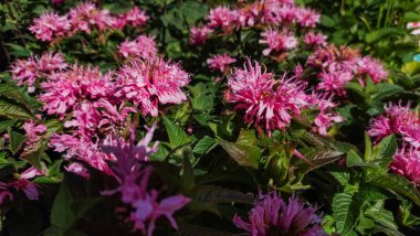 Arı merhemi olarak da bilinen güzel pembe monarda çiçekleri canlı bir yaz bahçesinde gelişiyor. Narin yaprakları güneş ışığının sıcacık parıltısını yakalıyor.