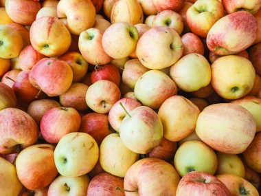 Canlı taze toplanmış elmalar büyüleyici bir ekran oluşturuyor, çeşitli renkler ve dokular sergiliyor, doğal güzellikleri ile hareketli bir çiftçi pazarında müşterileri cezbediyor.