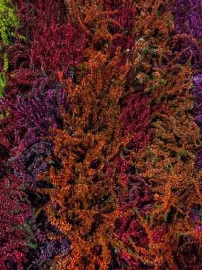 Turuncu, mor, kırmızı ve yeşilin canlı tonlarında Heather bitkileri yoğun bir şekilde bir araya gelerek, sonbahar renklerinin ve mevsimsel güzelliğin nefes kesici bir görüntüsünü oluşturur.