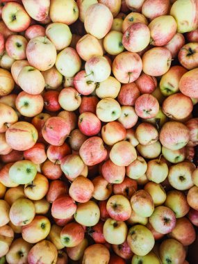 Canlı kırmızılar ve taze toplanmış elmaların sarıları büyüleyici bir görüntü yaratarak, sonbaharda hareketli bir çiftçi pazarında bulunan bolluğu kutluyor.