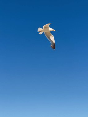 Görkemli martı zarif mavi gökyüzünde süzülüyor Lignano sabbiadoro, İtalya doğanın ve uçma özgürlüğünün güzelliğini gözler önüne seriyor